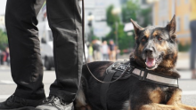 Homeland and Public Security