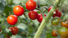 Agriculture Cooperation