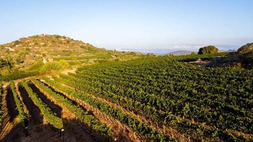 The Vineyards of the Judean Wine Region, Mateh Yehuda