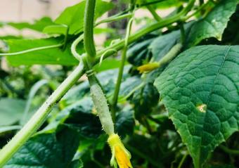 vegetables from our Israeli Donation Garden