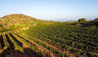 The Vineyards of the Judean Wine Region, Mateh Yehuda