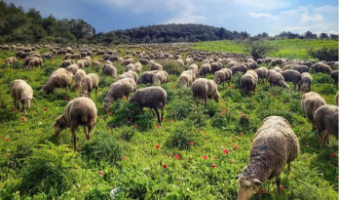 Sheep Farming