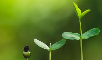 TuBishvat